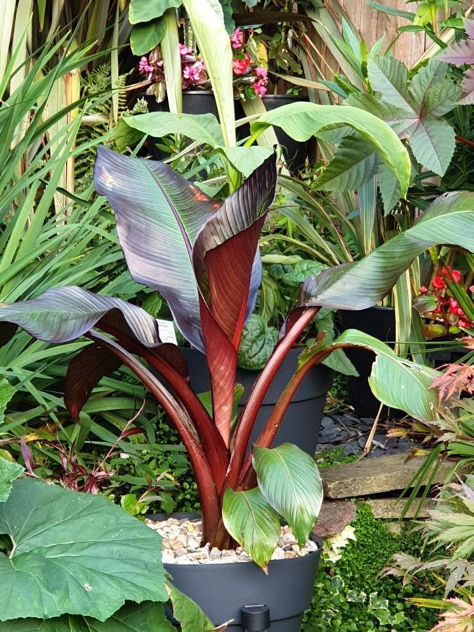 Tropical Garden Oasis Rooms برمنغهام المظهر الخارجي الصورة