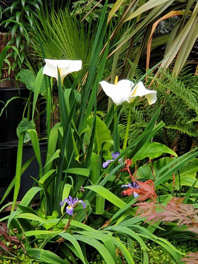 Tropical Garden Oasis Rooms برمنغهام المظهر الخارجي الصورة