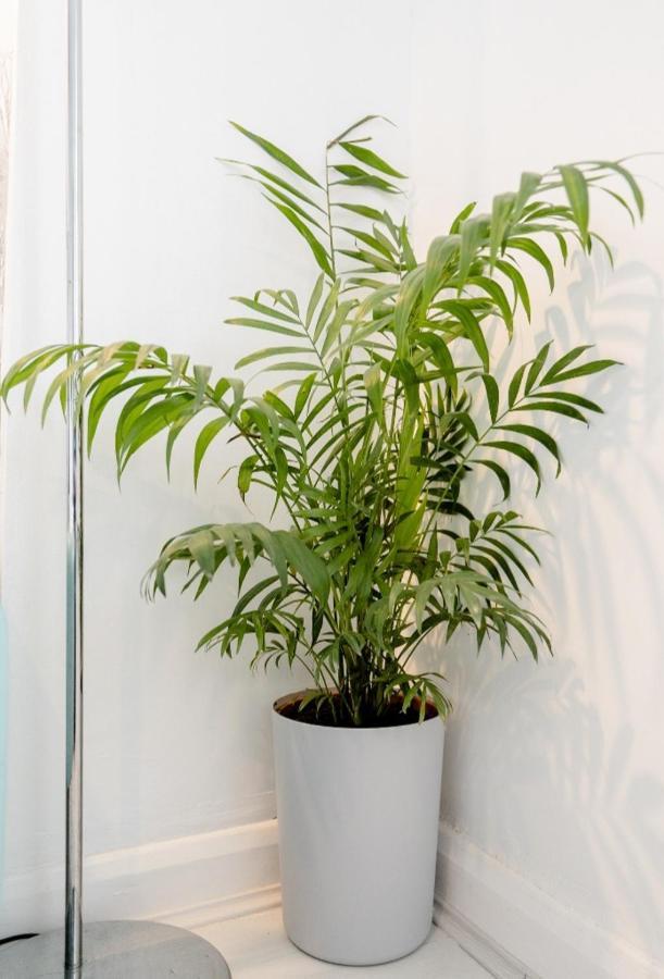 Tropical Garden Oasis Rooms برمنغهام المظهر الخارجي الصورة